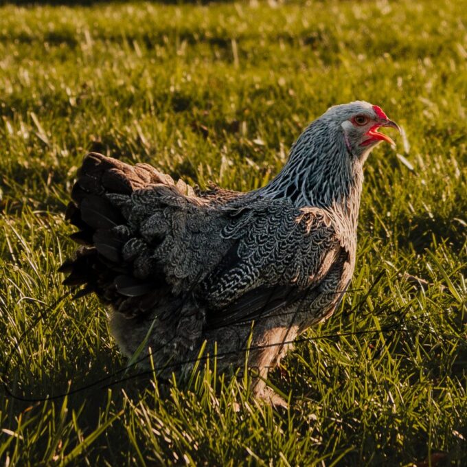 Dark Brahma Chicken - Image 3