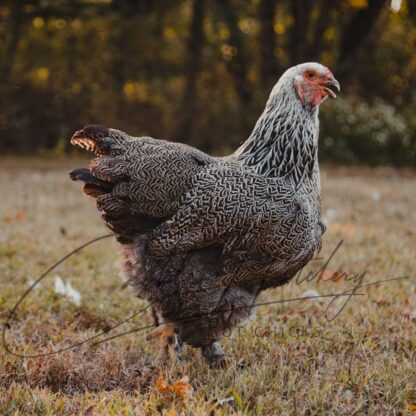 Dark Brahma Chicken - Image 2