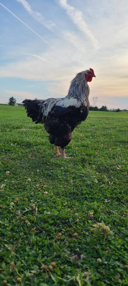 Dark Brahma Standard Credit: Brittany Rausch