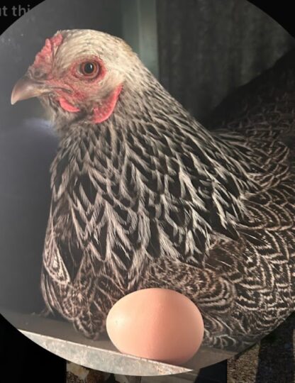 Dark Brahma Chicken