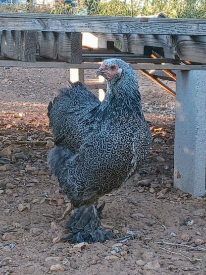 Dark Brahma Chicken