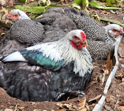 Dark Brahma Chicken