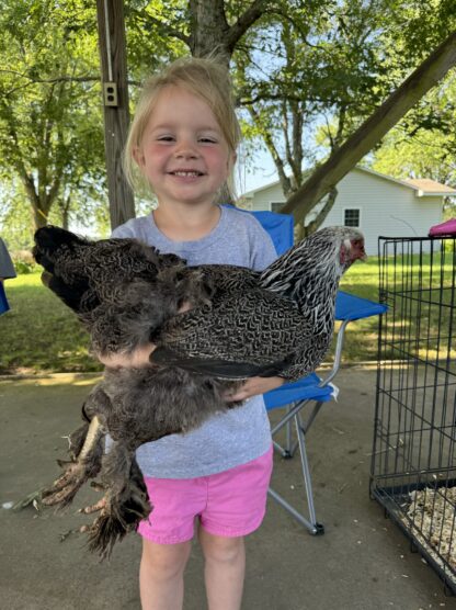 Dark Brahma Chicken