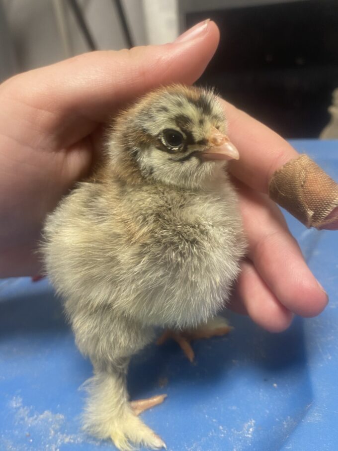 Dark Brahma Chicken