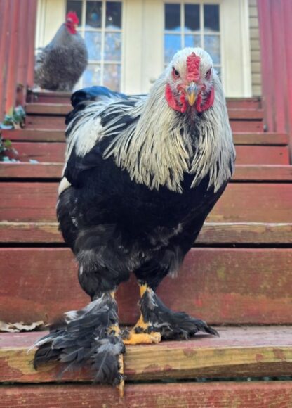 Dark Brahma Chicken