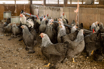 Dark Brahma Chickens