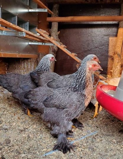 Dark Brahma Chickens