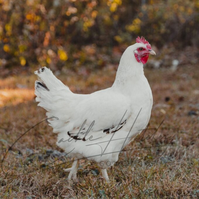 Delaware Hen
