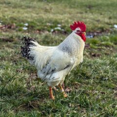 Delaware Chicken