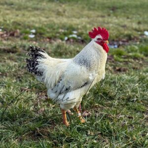 Delaware Chicken