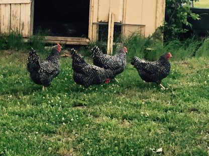 Dominique Chickens