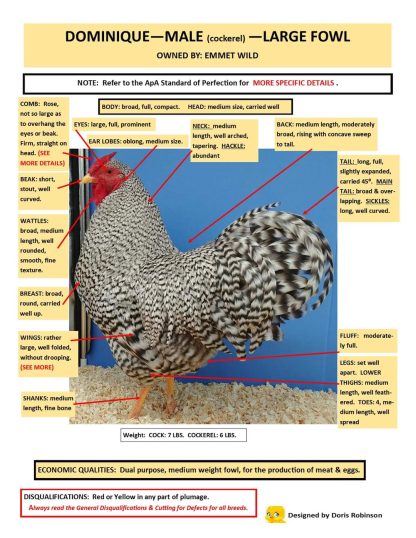 Dominique Chicken Breeds For Sale