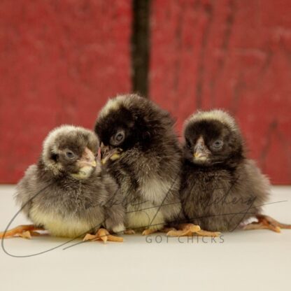 Dominique Bantam - Image 3
