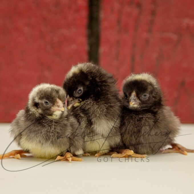 Dominique Bantam Chicks