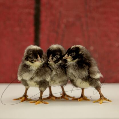 Dominique Chicken - Image 3