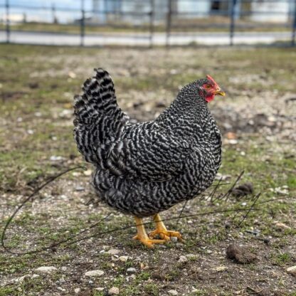 Dominique Chicken