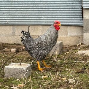 Dominique Chicken