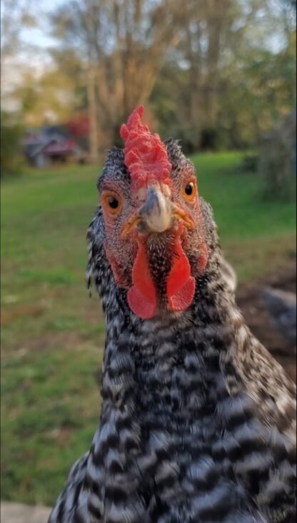 Dominique Chicken