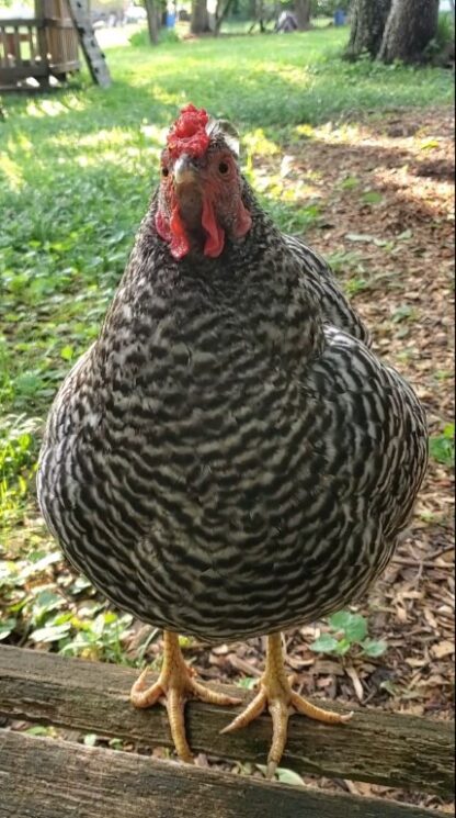 Dominique Chicken