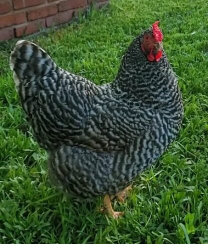 Dominique Chicken