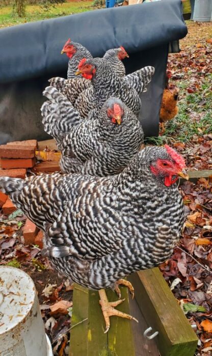 Dominique Chicken