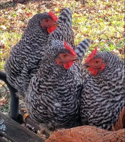 Dominique Chicken