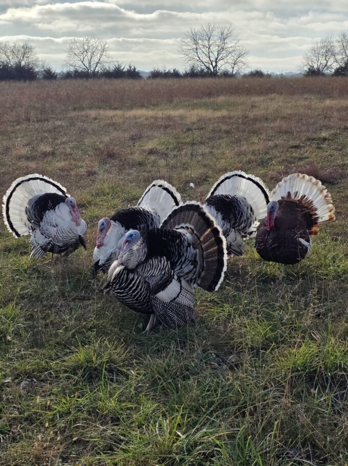 Surplus Rare Turkey Special - Image 31