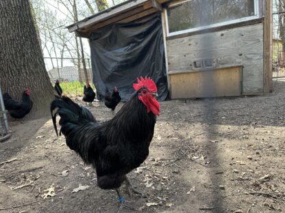Black Australorp Chicken