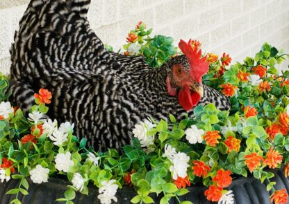 Barred Rock Chicken