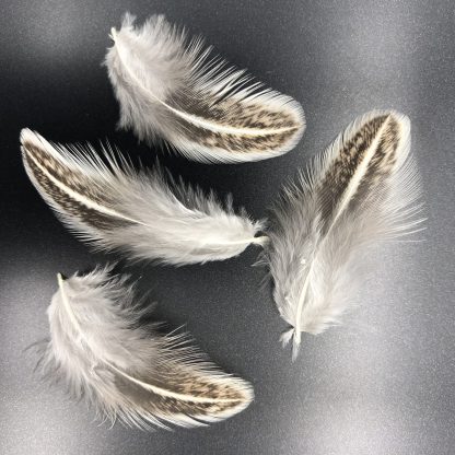 Easter Egg Bantam feathers