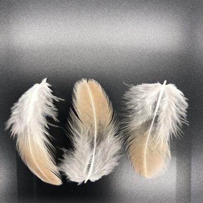 Easter Egg Bantam feathers