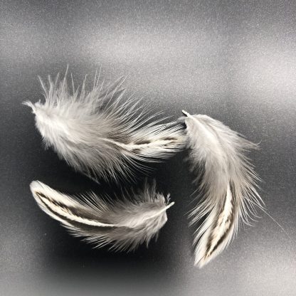 Easter Egg Bantam feathers