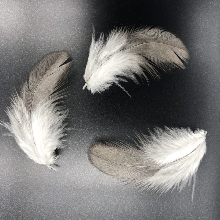 Easter Egg Bantam feathers