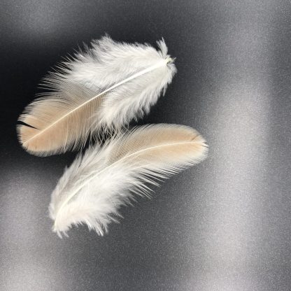 Easter Egg Bantam feathers