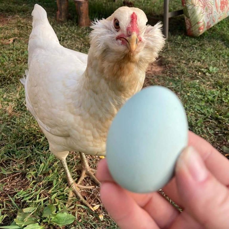 Easter Egger