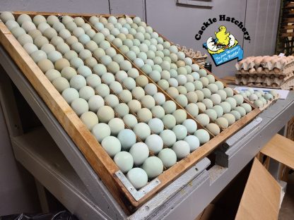 Easter Egger Eggs