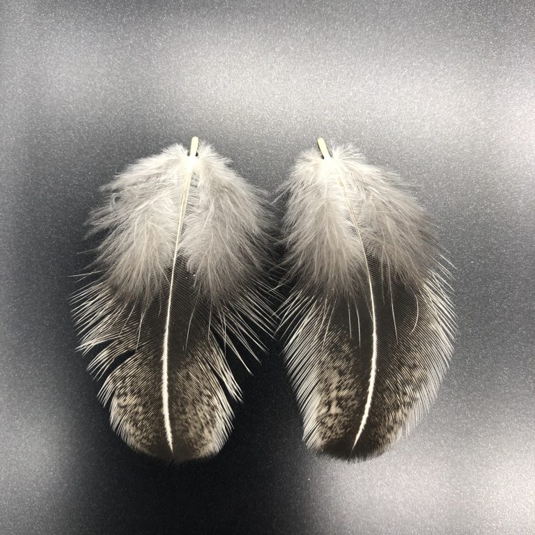 Easter Egger feathers