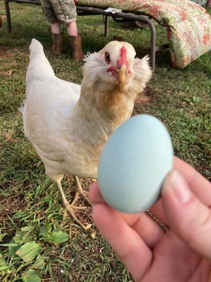 Easter Egger