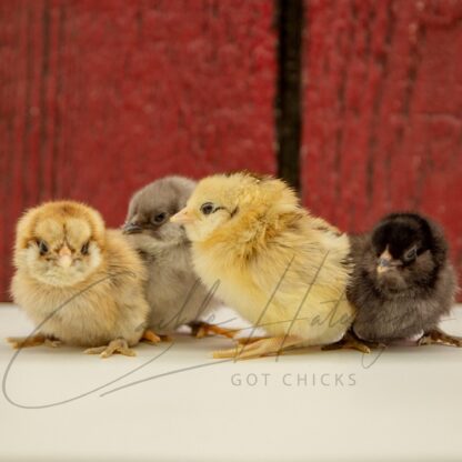 Easter Egger™ Bantam - Image 3