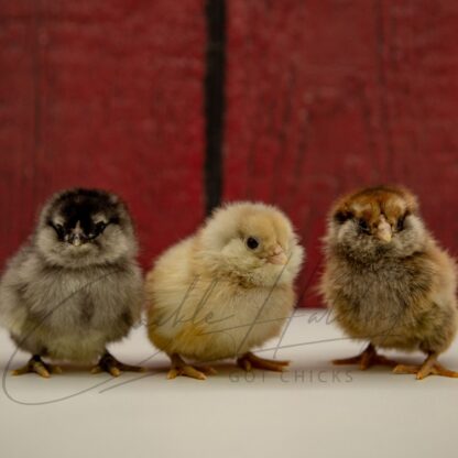 Easter Egger™ Chicken - Image 3