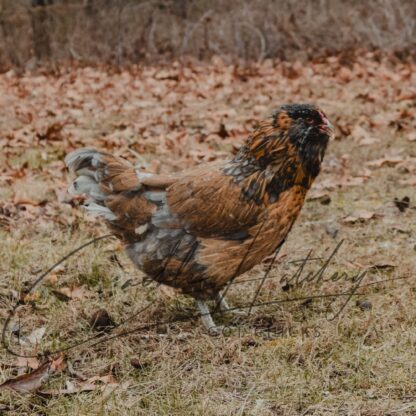 Easter Egger™ Chicken - Image 2