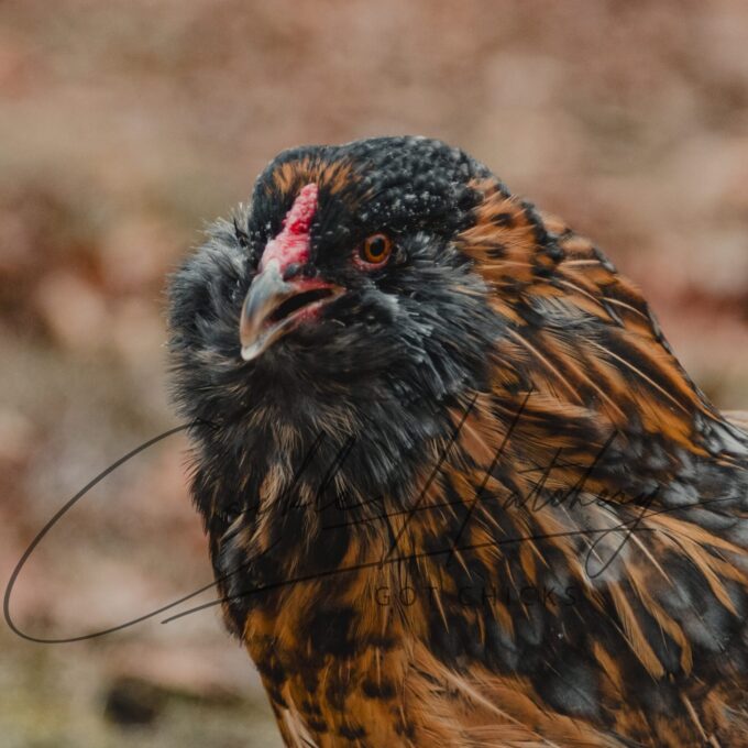 Easter Egger™ Chicken