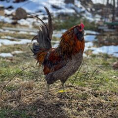 Easter Egger™ Chicken