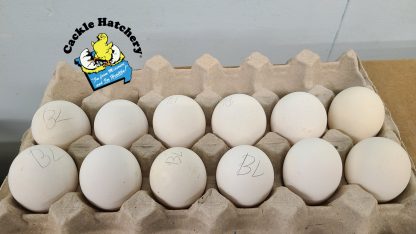 Easter Egger bantam egg