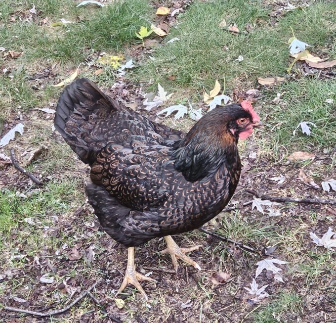 Barnevelder Chicken - Image 45