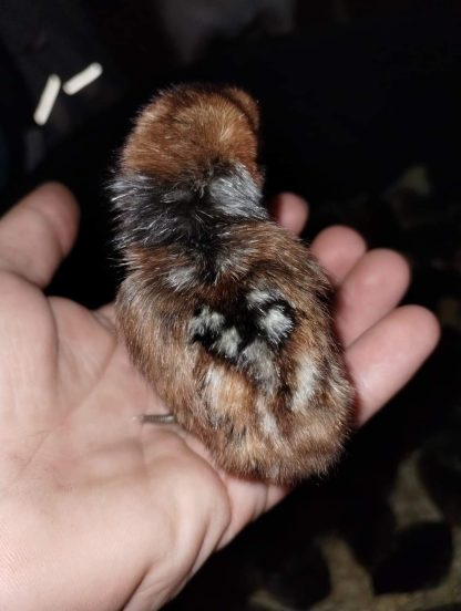 Egpytian Fayoumis Chick