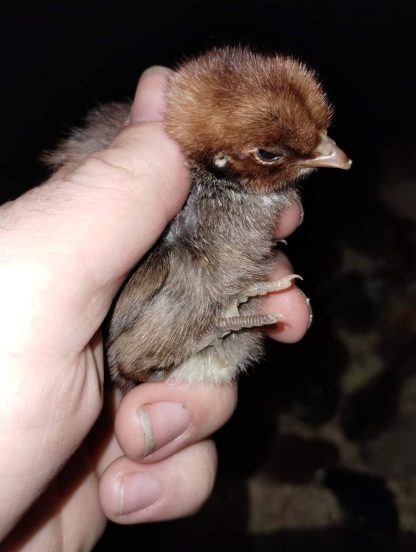 Egpytian Fayoumis Chick