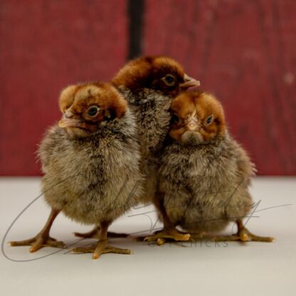 Egyptian Fayoumis Chicken - Image 3