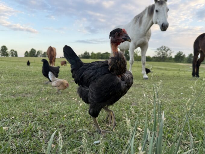 Turken "Naked Neck" Chicken - Image 32