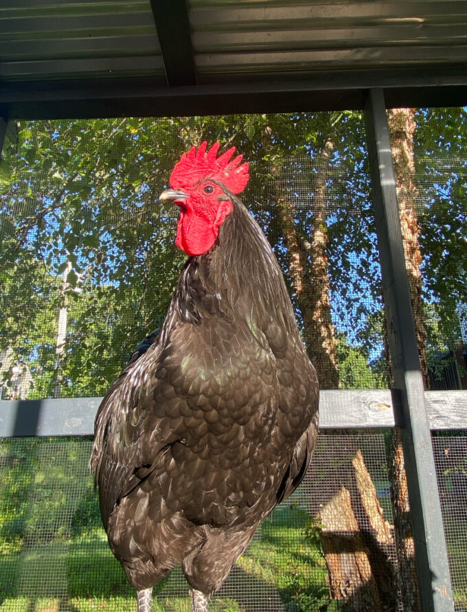 Black Australorp Chicken - Image 46
